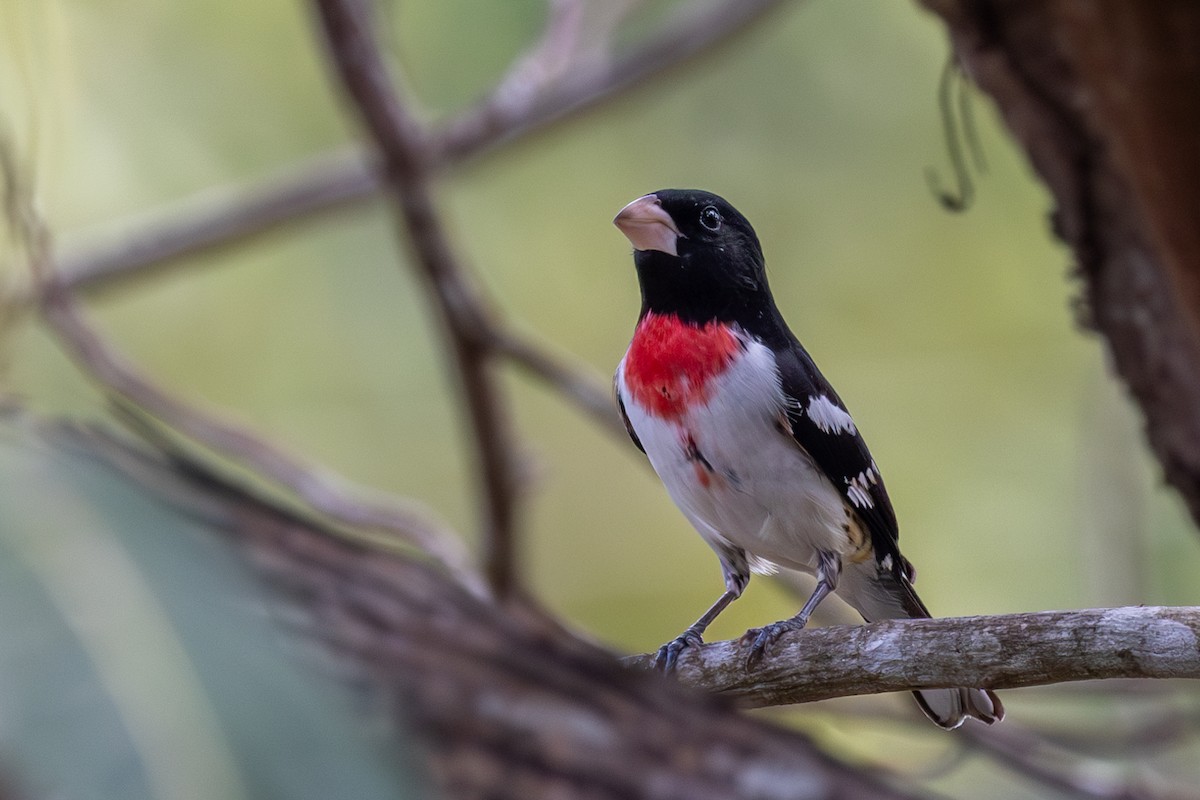 Rose-breasted Grosbeak - ML620735846