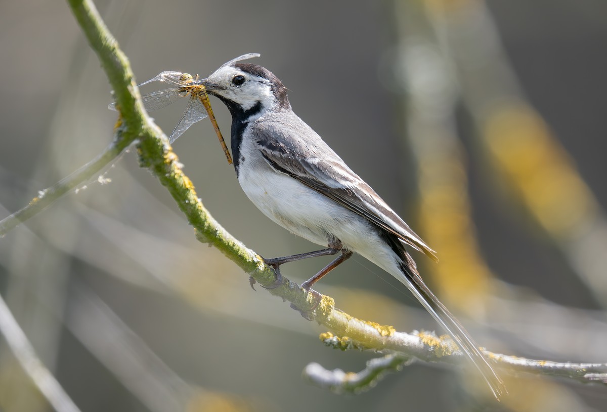 White Wagtail - ML620735847