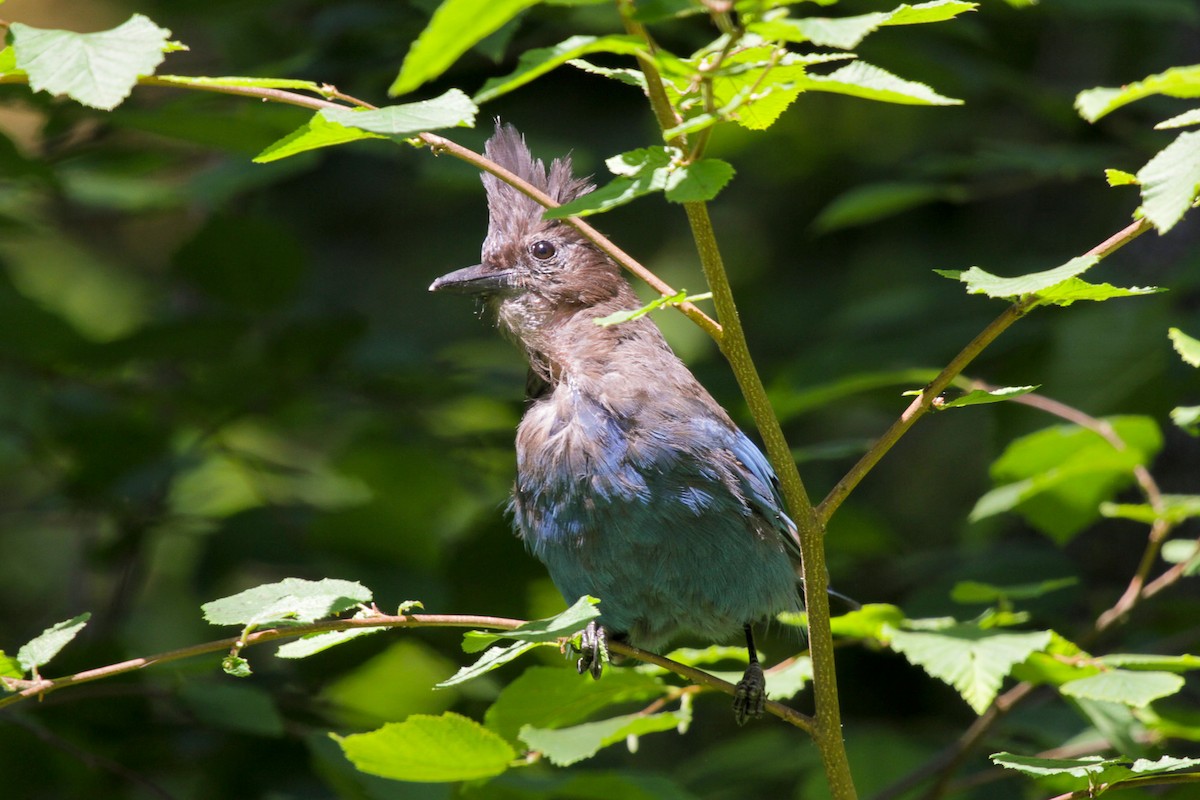 Steller's Jay - ML620735848