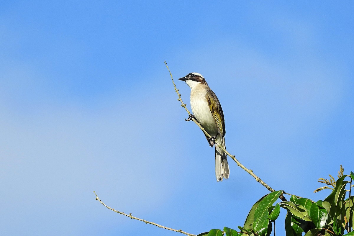 Light-vented Bulbul - ML620735852