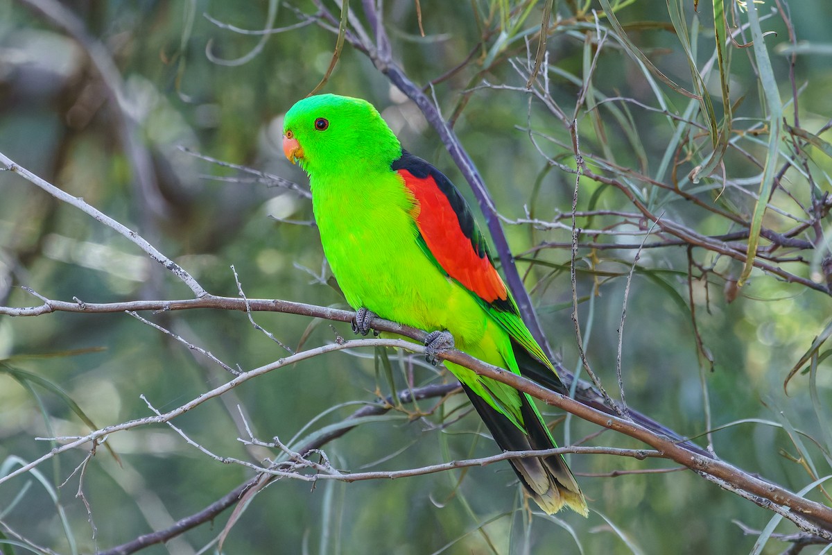 Red-winged Parrot - ML620735857