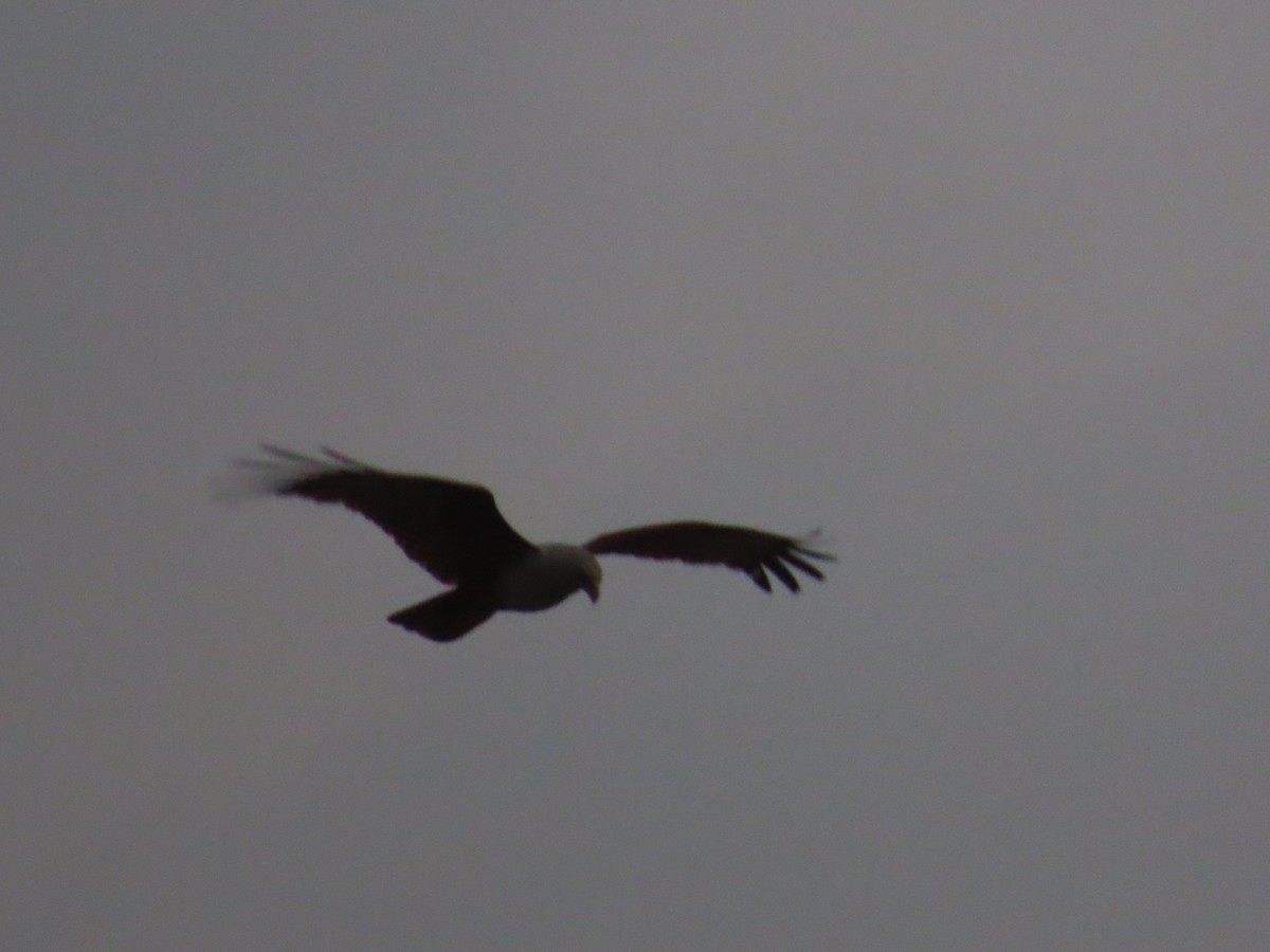 Brahminy Kite - ML620735859