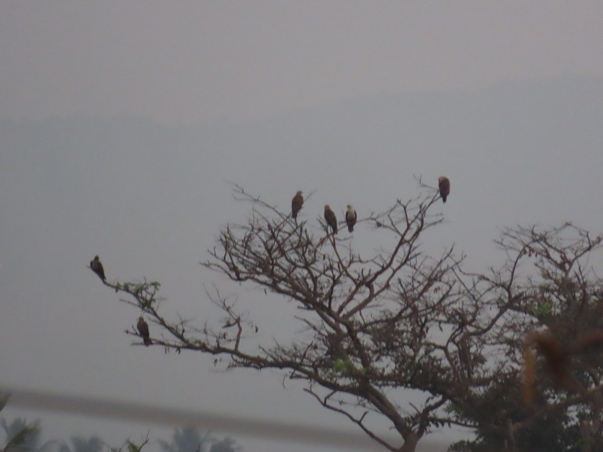 Brahminy Kite - ML620735861