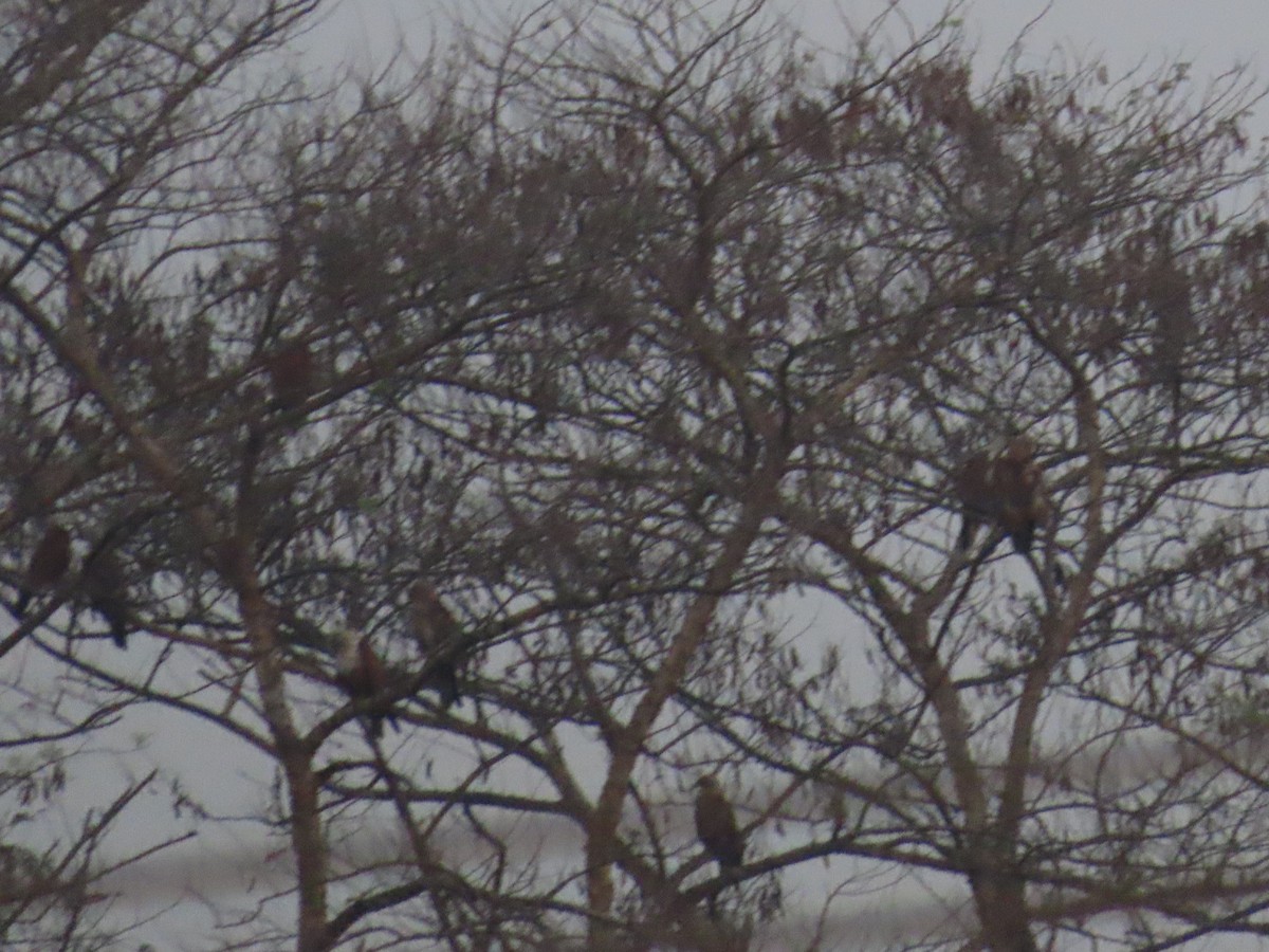 Brahminy Kite - ML620735863