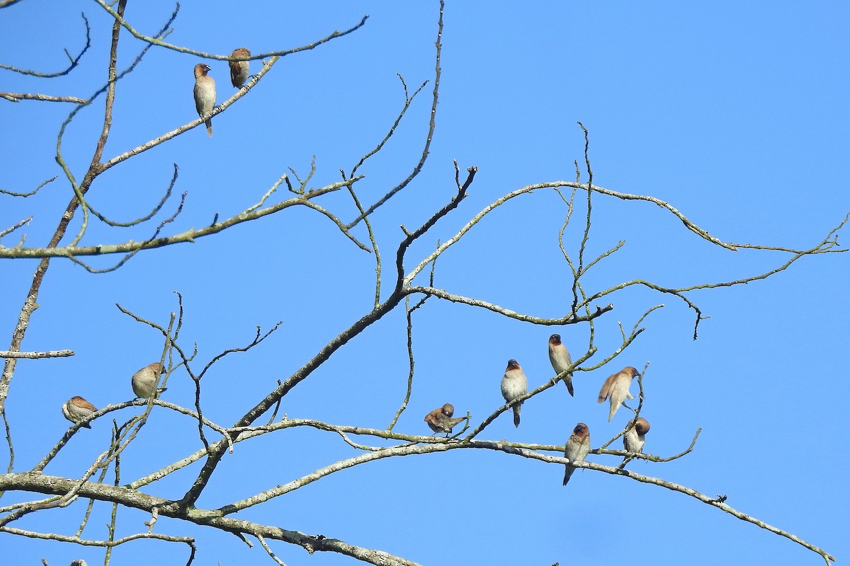 Scaly-breasted Munia - ML620735864