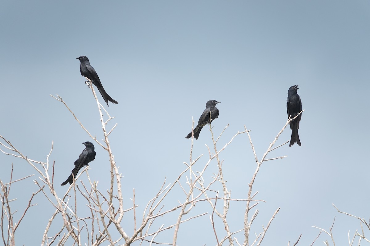 Black Drongo - Sheng Wun Jheng