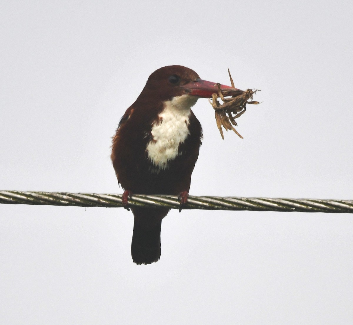 White-throated Kingfisher - ML620735870