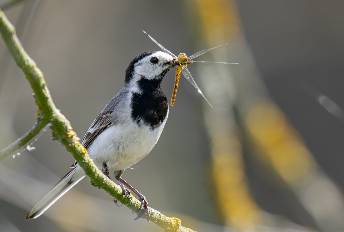 White Wagtail - ML620735871