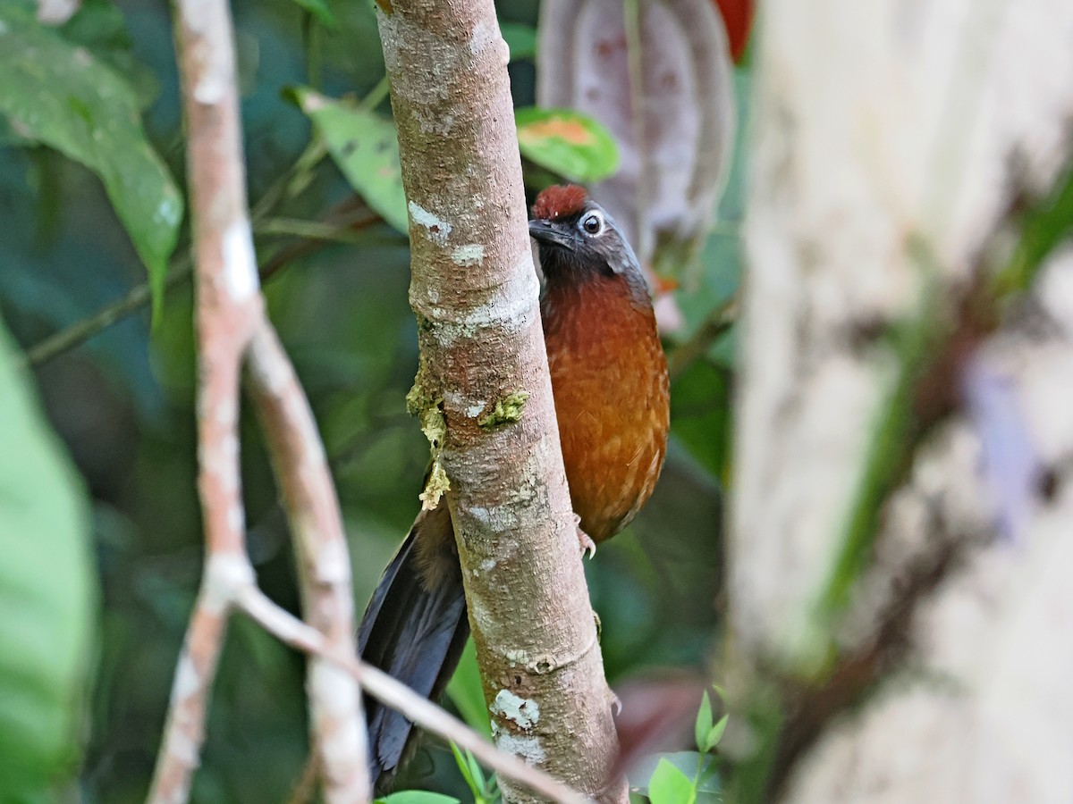 Malayan Laughingthrush - ML620735872