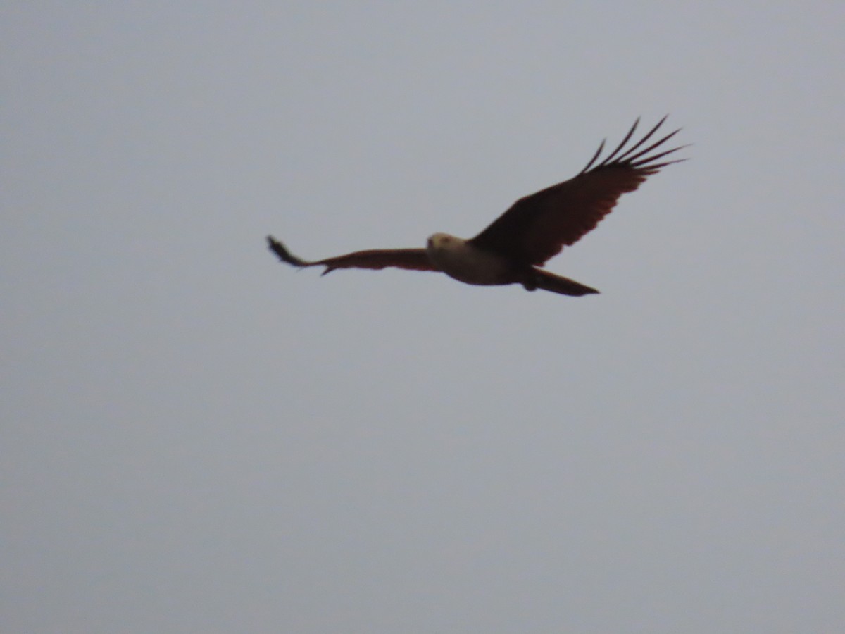 Brahminy Kite - ML620735873