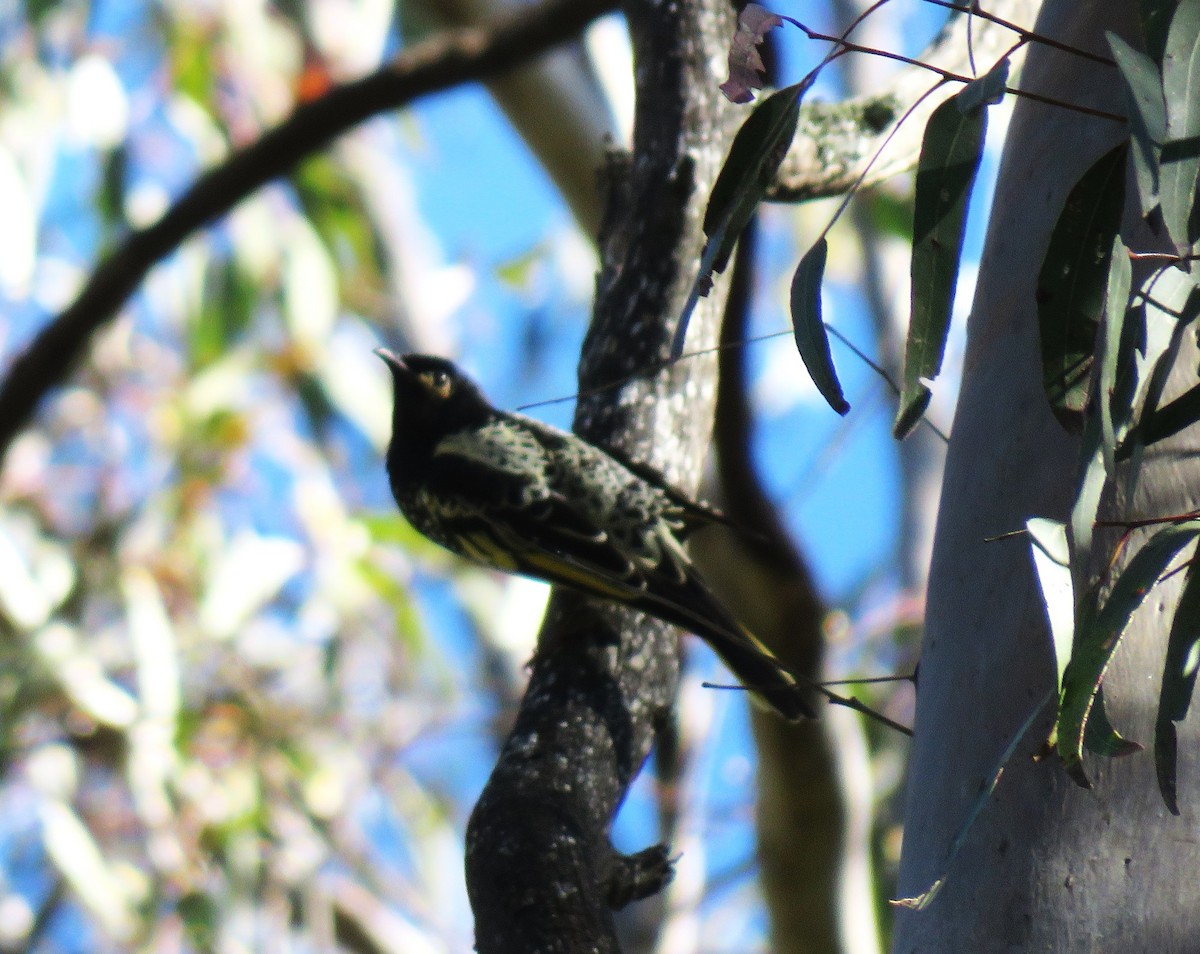 Regent Honeyeater - ML620735882