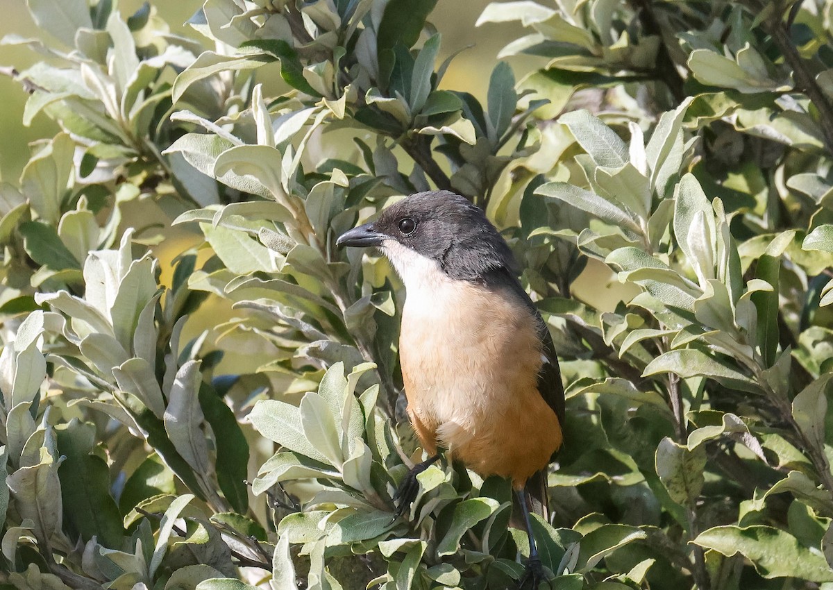 Southern Boubou - ML620735883