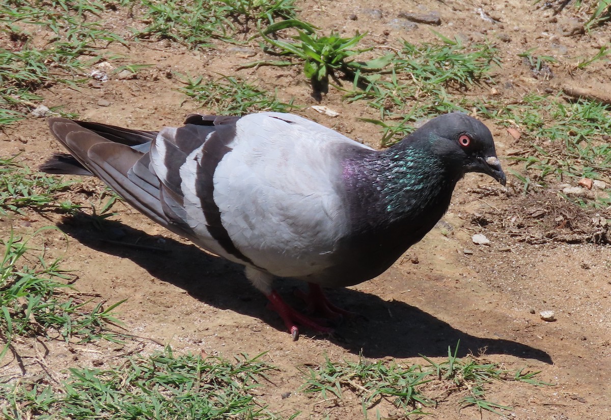 Pigeon biset (forme domestique) - ML620735886
