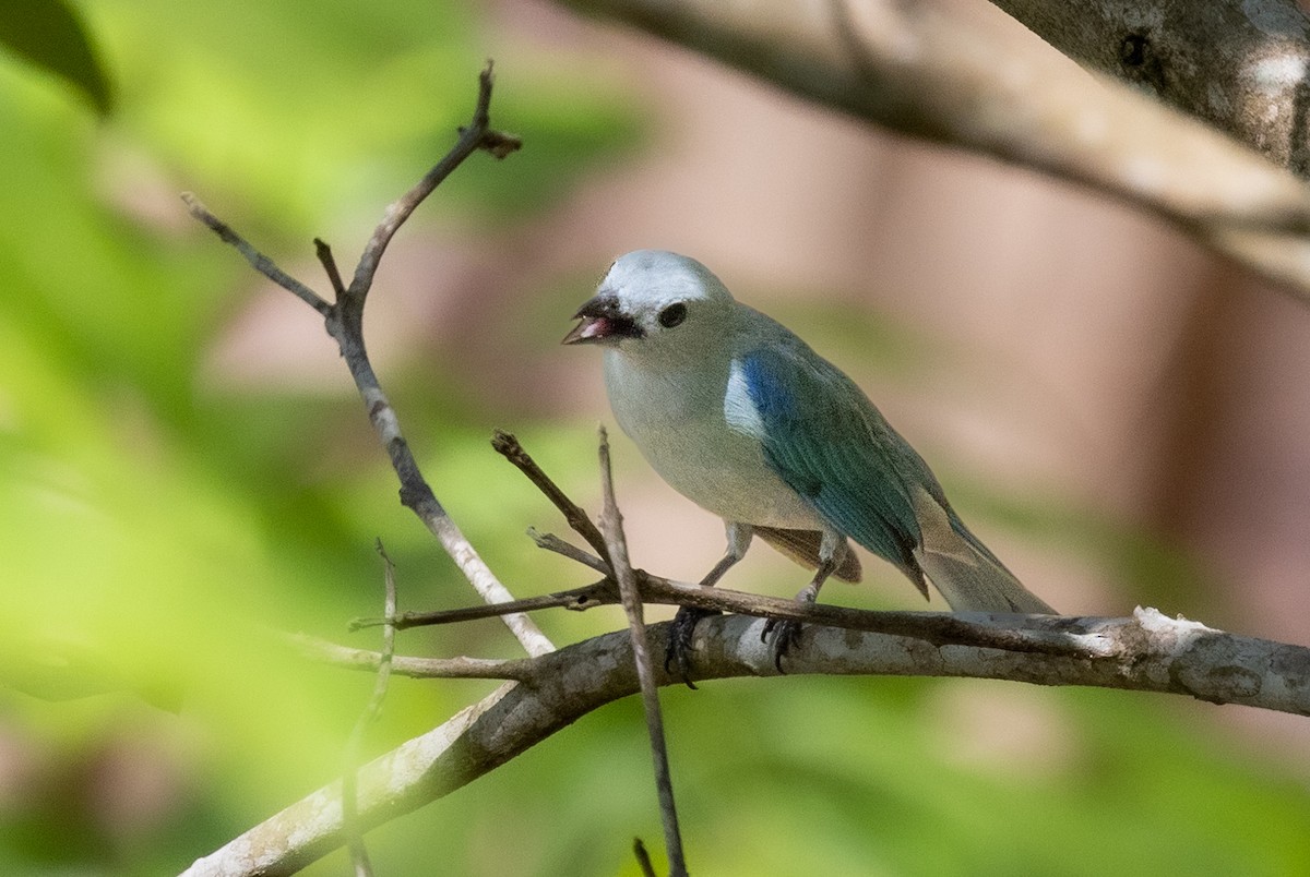 Blue-gray Tanager - ML620735887
