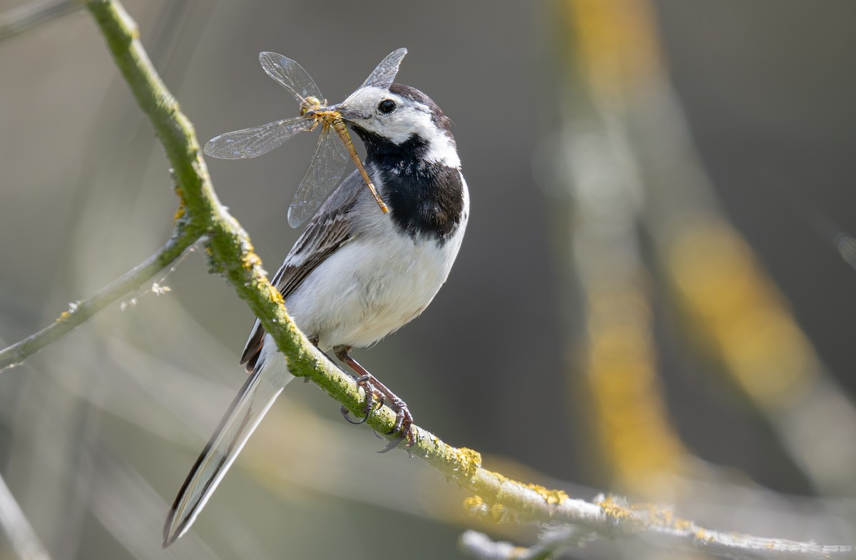 White Wagtail - ML620735888