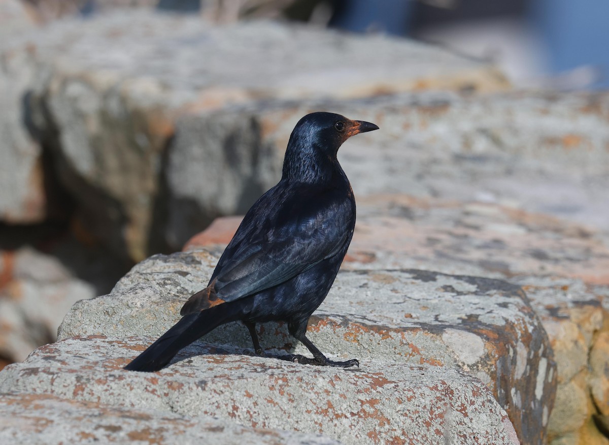 Red-winged Starling - ML620735889