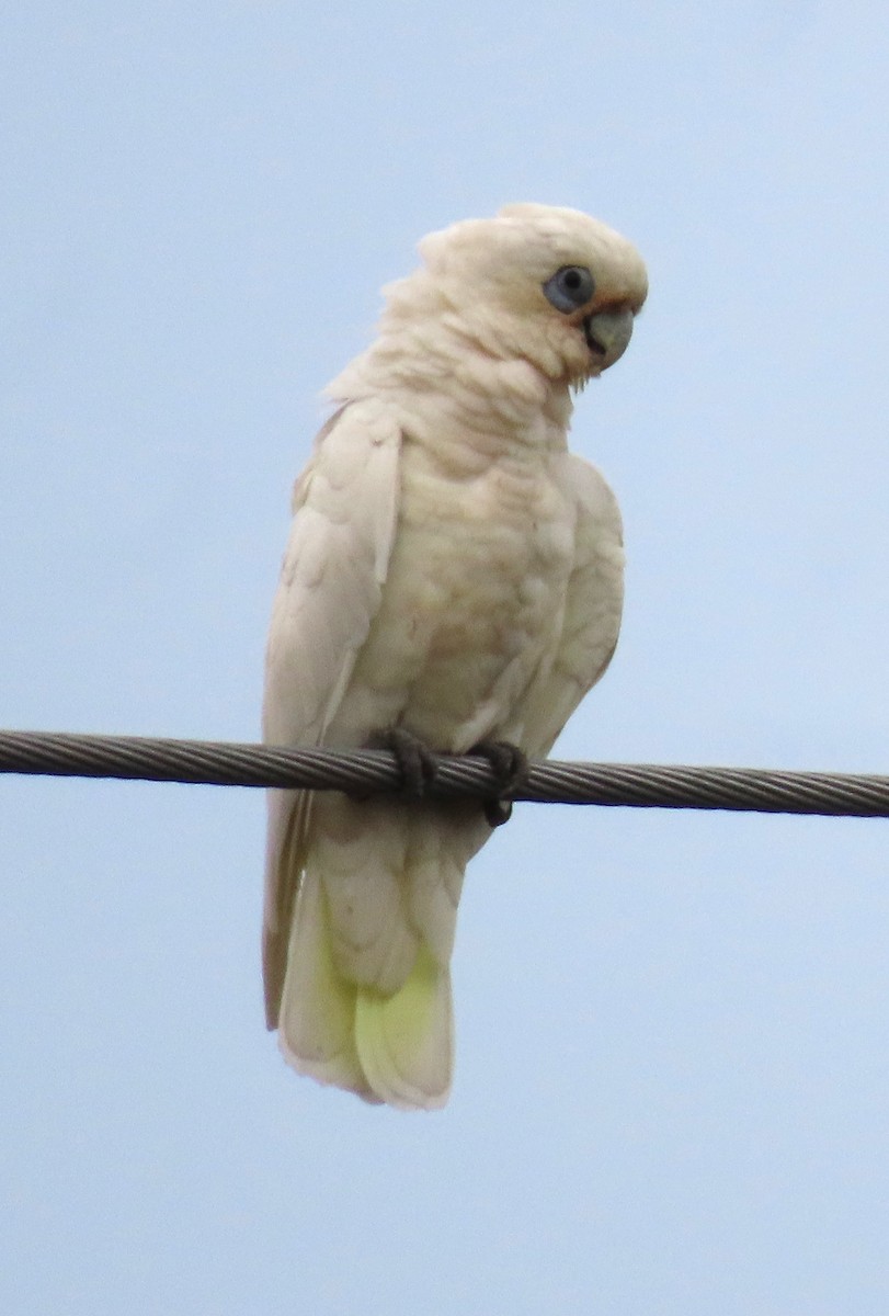 Cacatoès corella - ML620735890