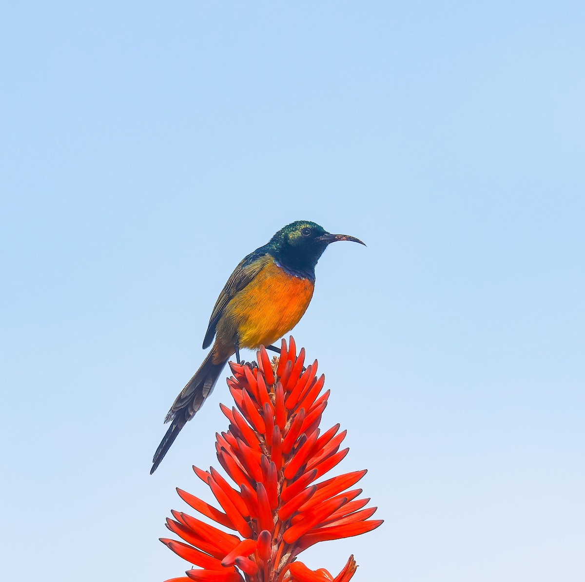 Orange-breasted Sunbird - ML620735892