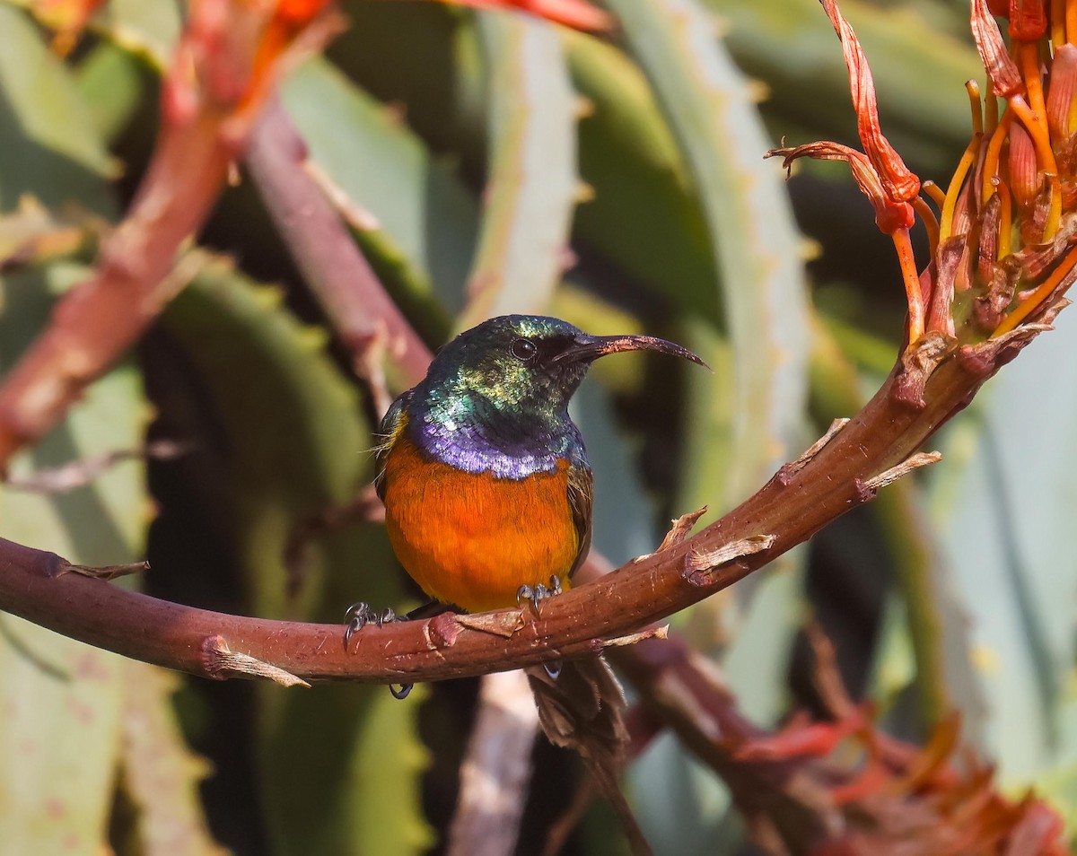 Orange-breasted Sunbird - ML620735893