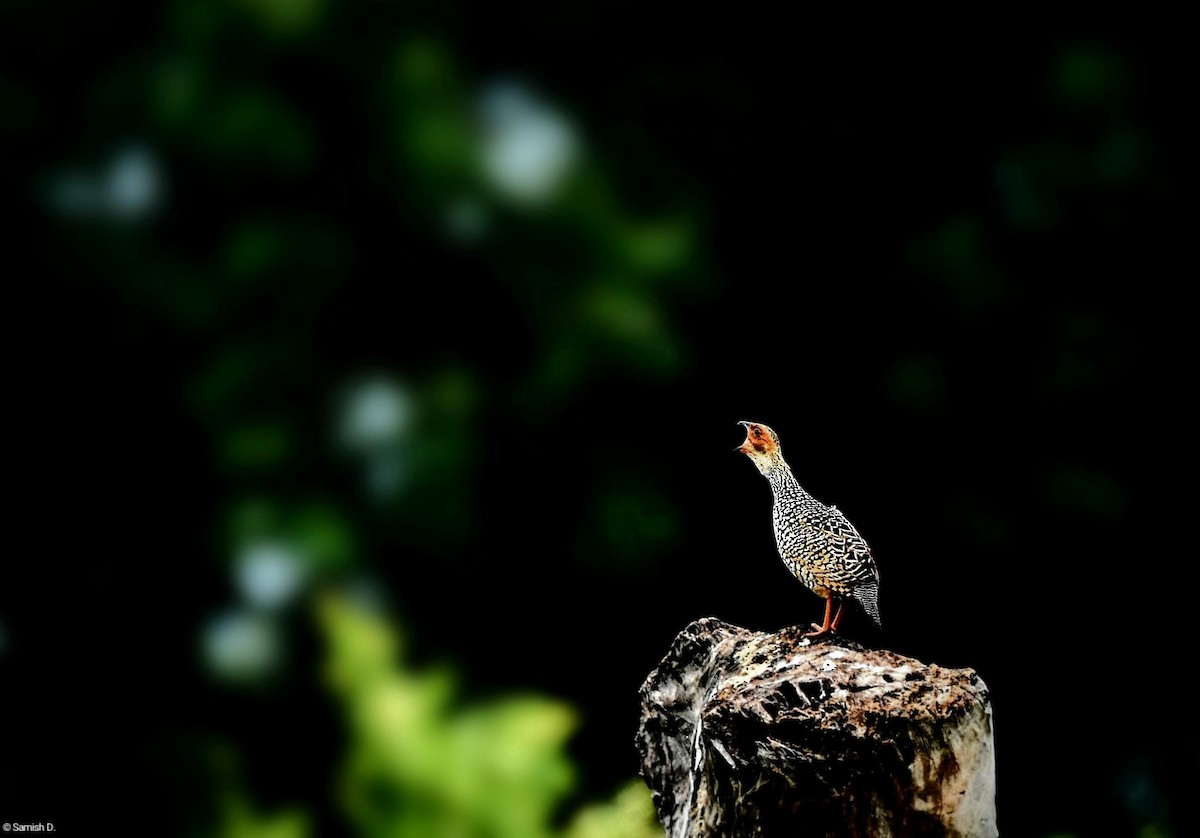 Painted Francolin - ML620735894