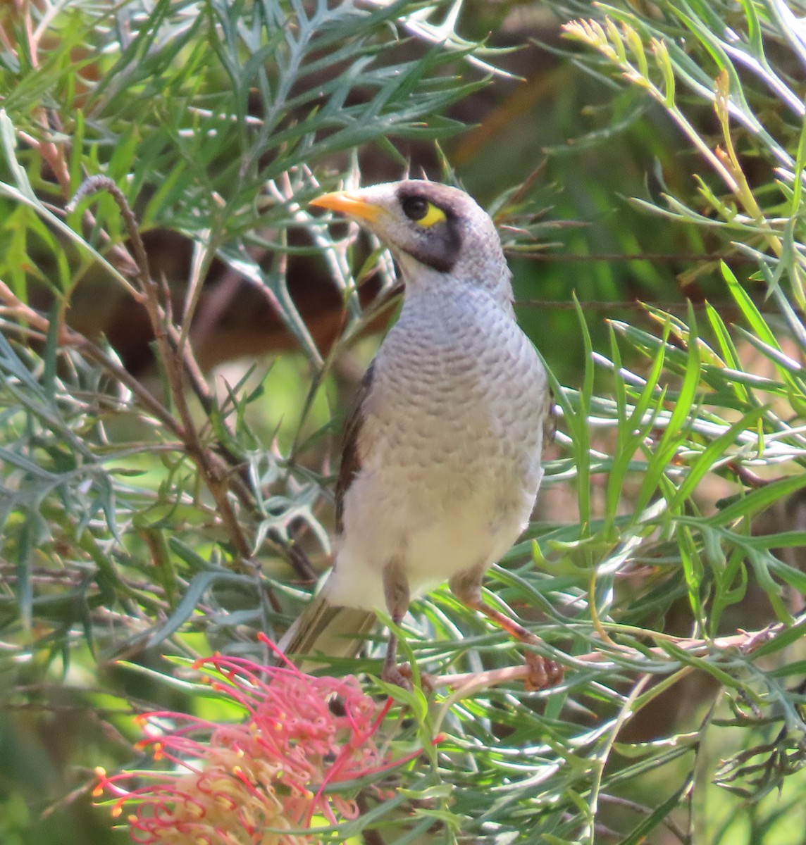 Noisy Miner - ML620735895