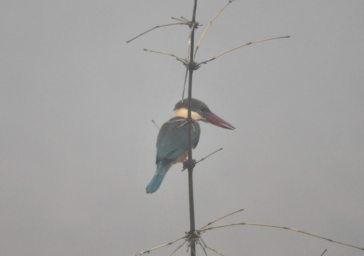 Stork-billed Kingfisher - ML620735898