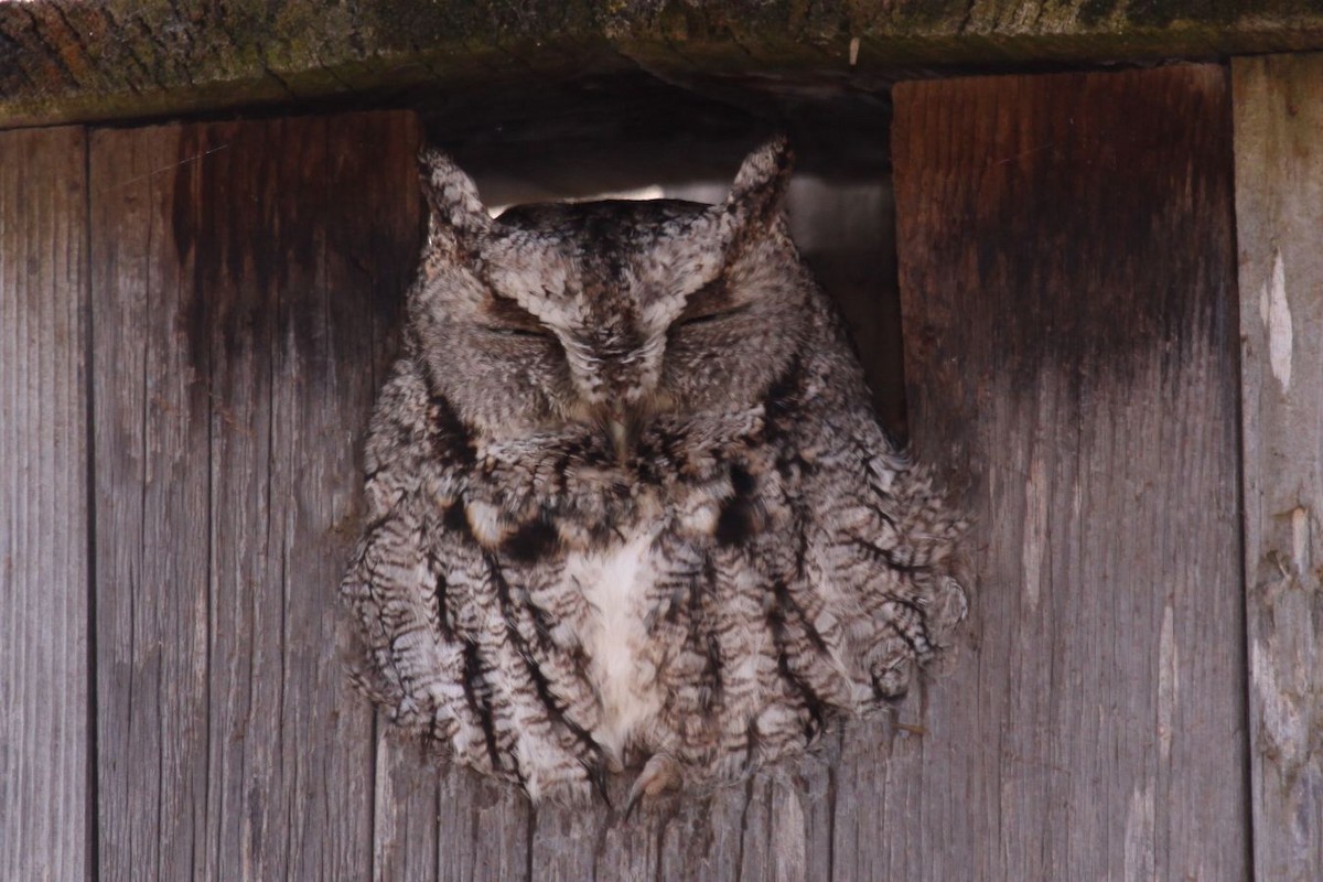 Eastern Screech-Owl - Greg Page