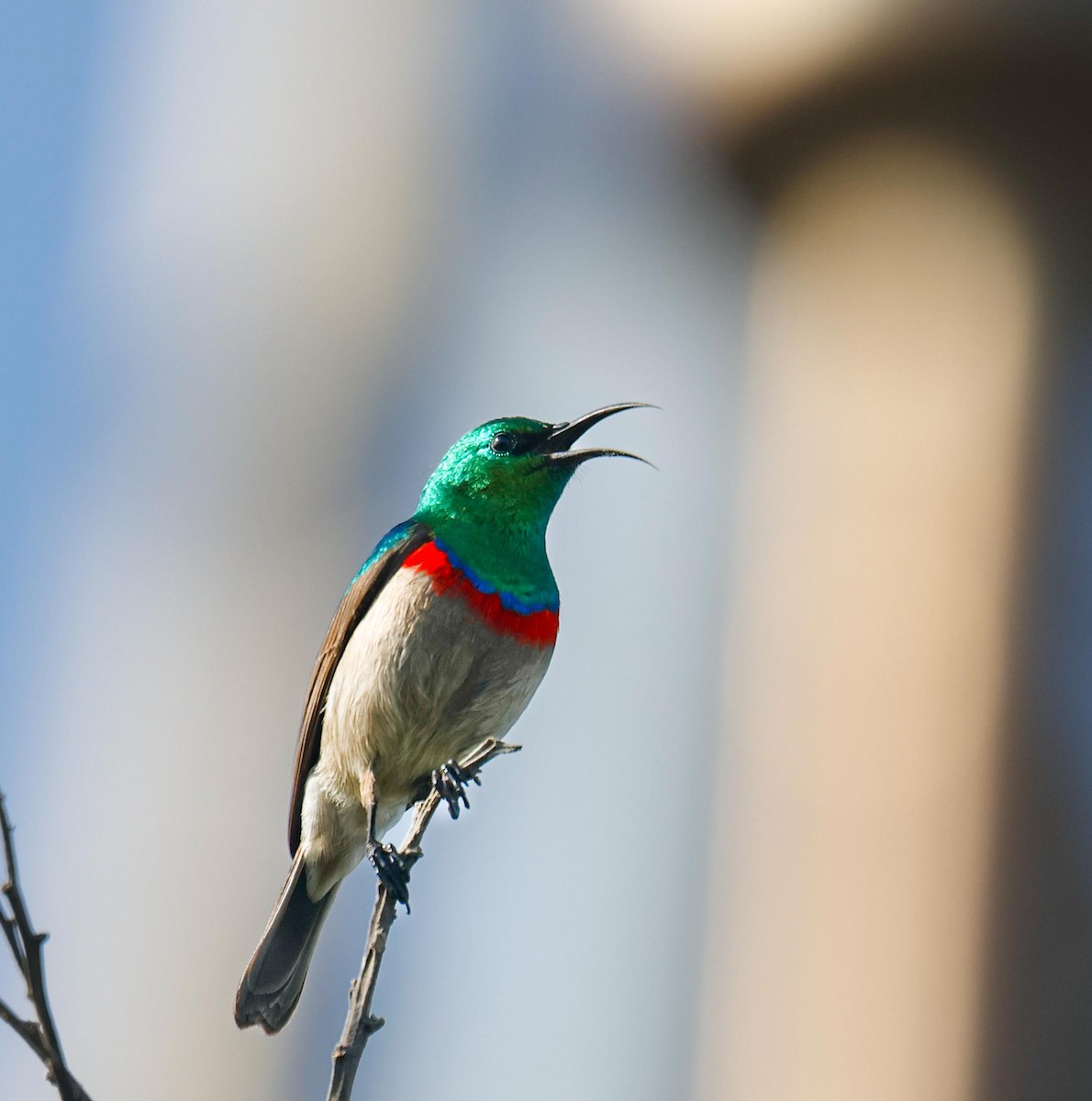 Southern Double-collared Sunbird - ML620735901