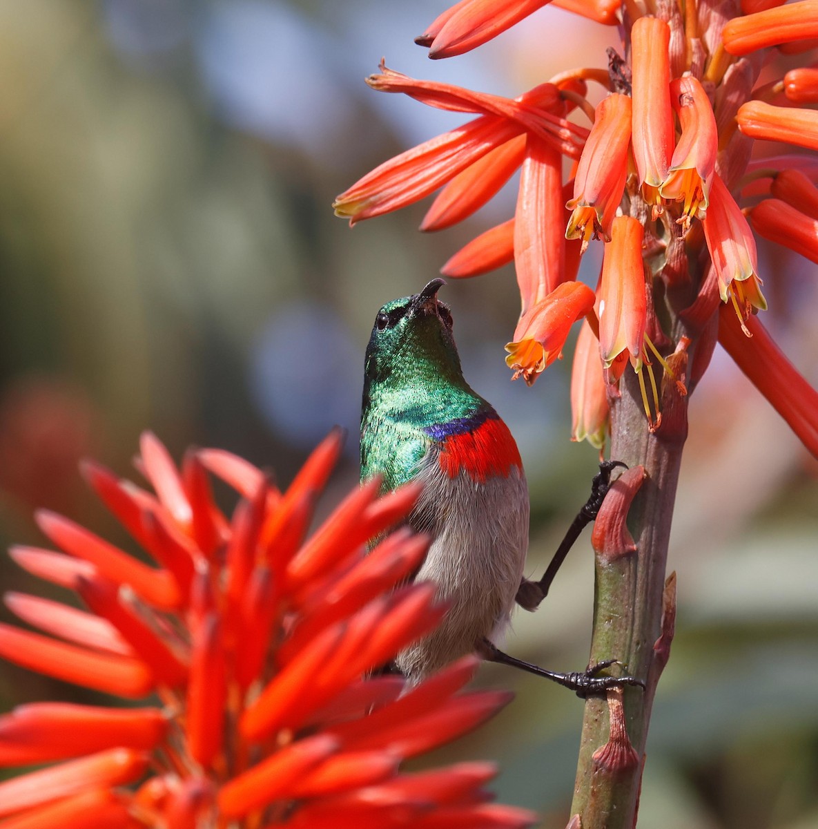 Southern Double-collared Sunbird - ML620735902