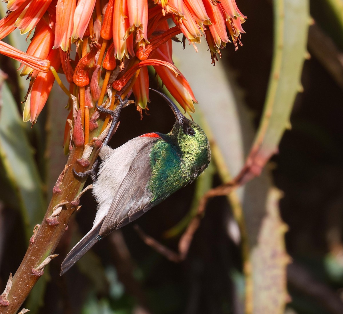 Southern Double-collared Sunbird - ML620735903