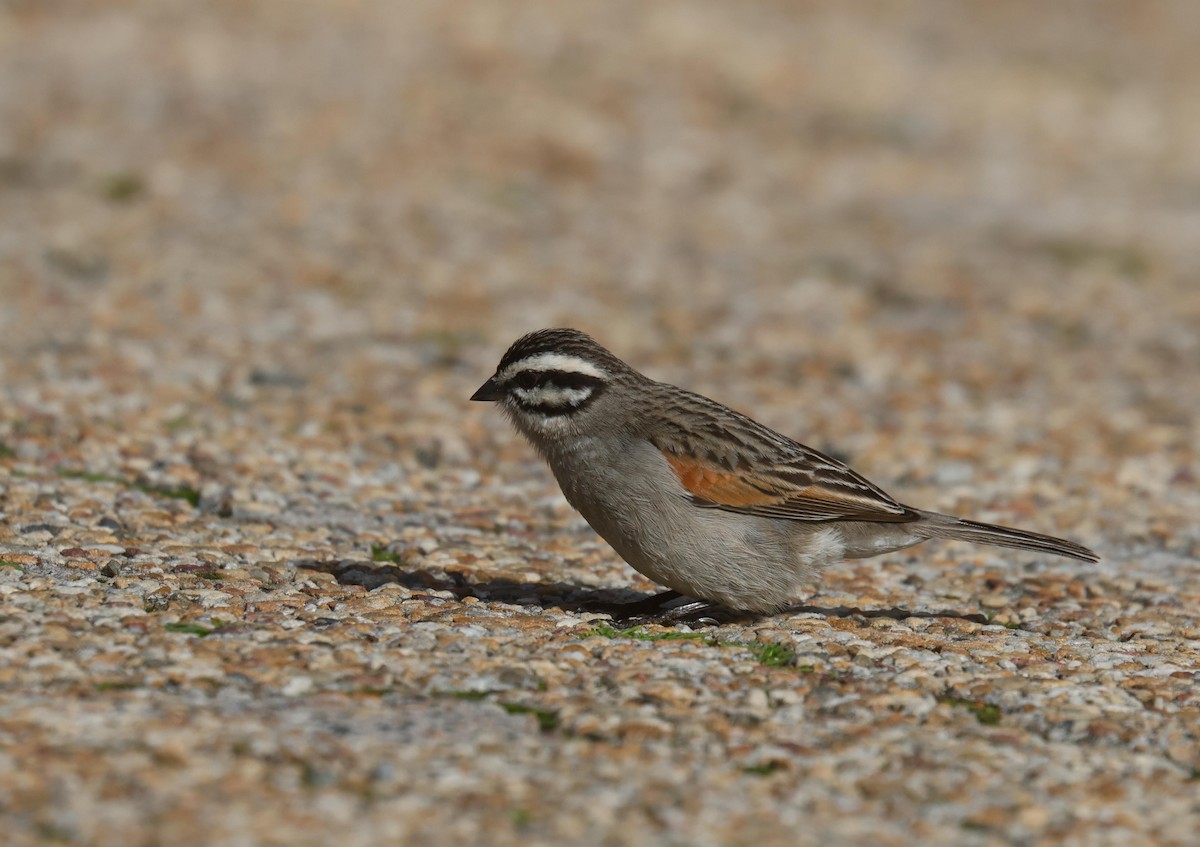 Cape Bunting - ML620735904