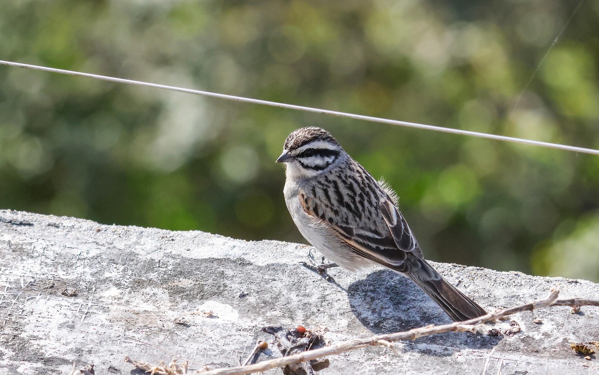 Cape Bunting - ML620735905