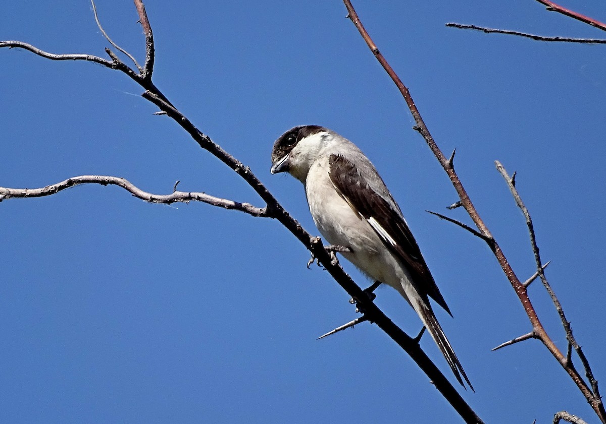 Lesser Gray Shrike - ML620735906