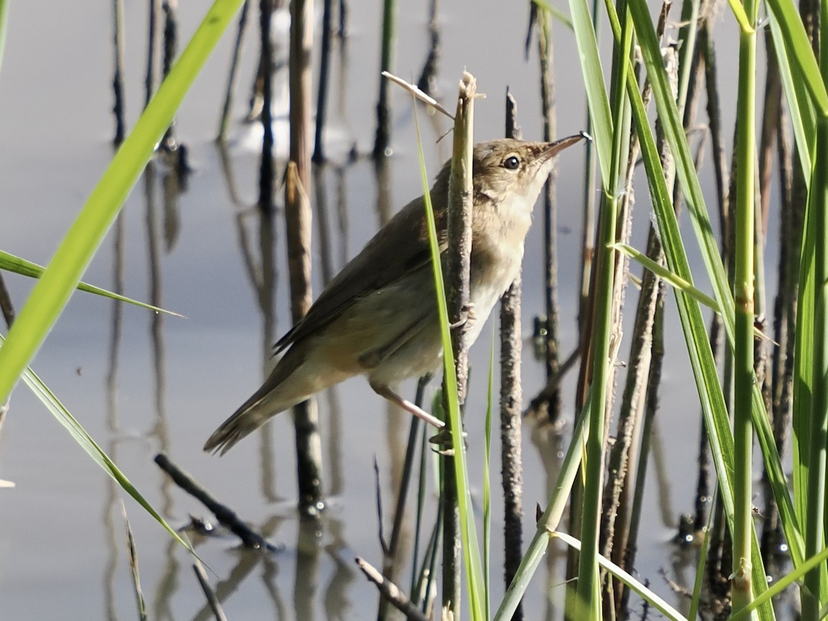 Common Reed Warbler - ML620735907