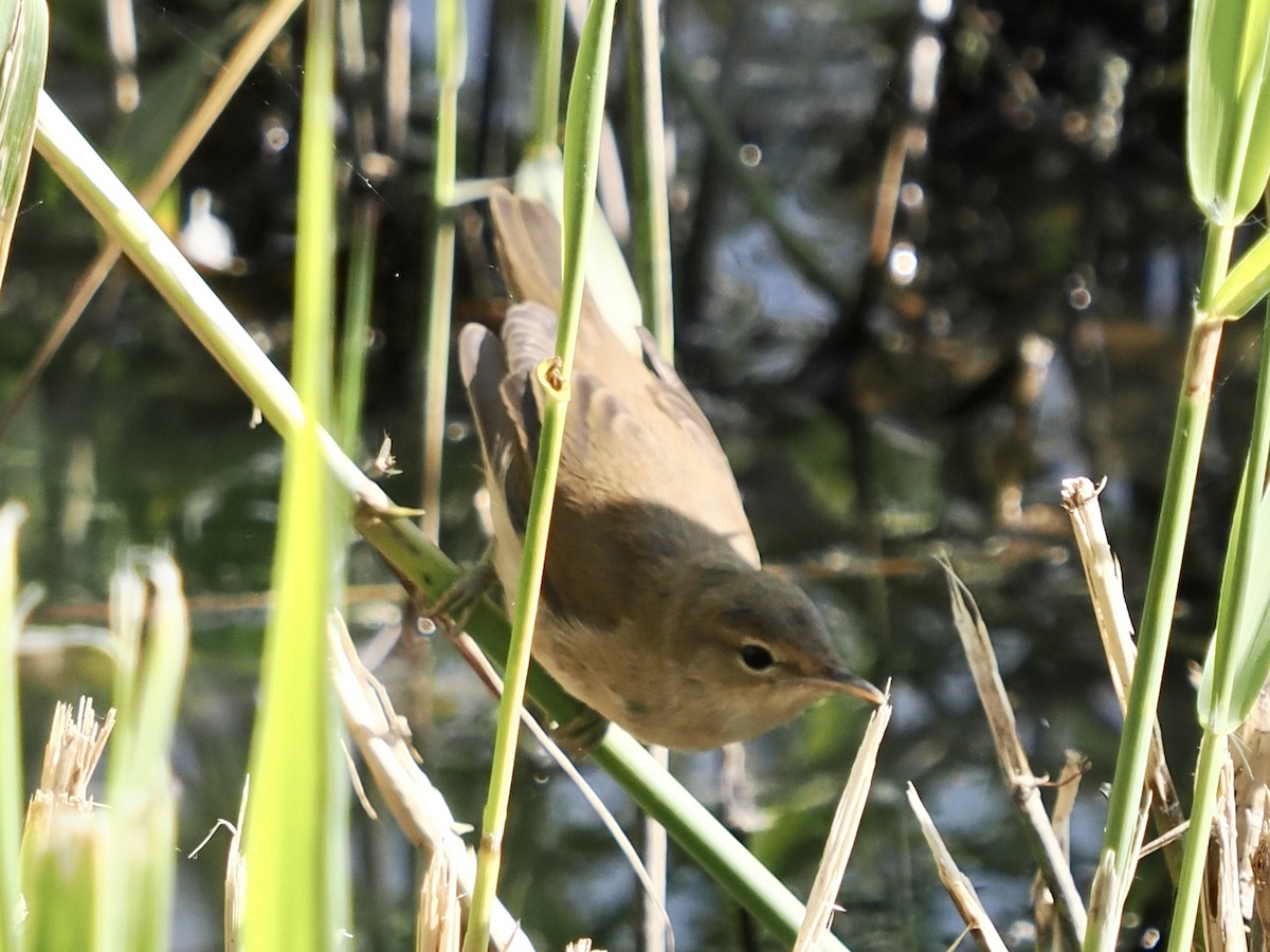 Common Reed Warbler - ML620735908