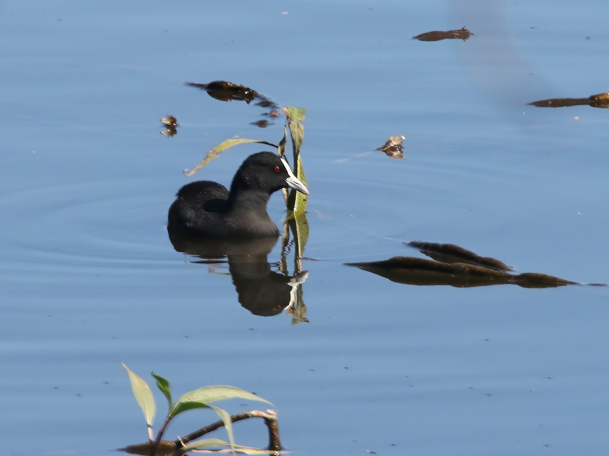 Eurasian Coot - ML620735910