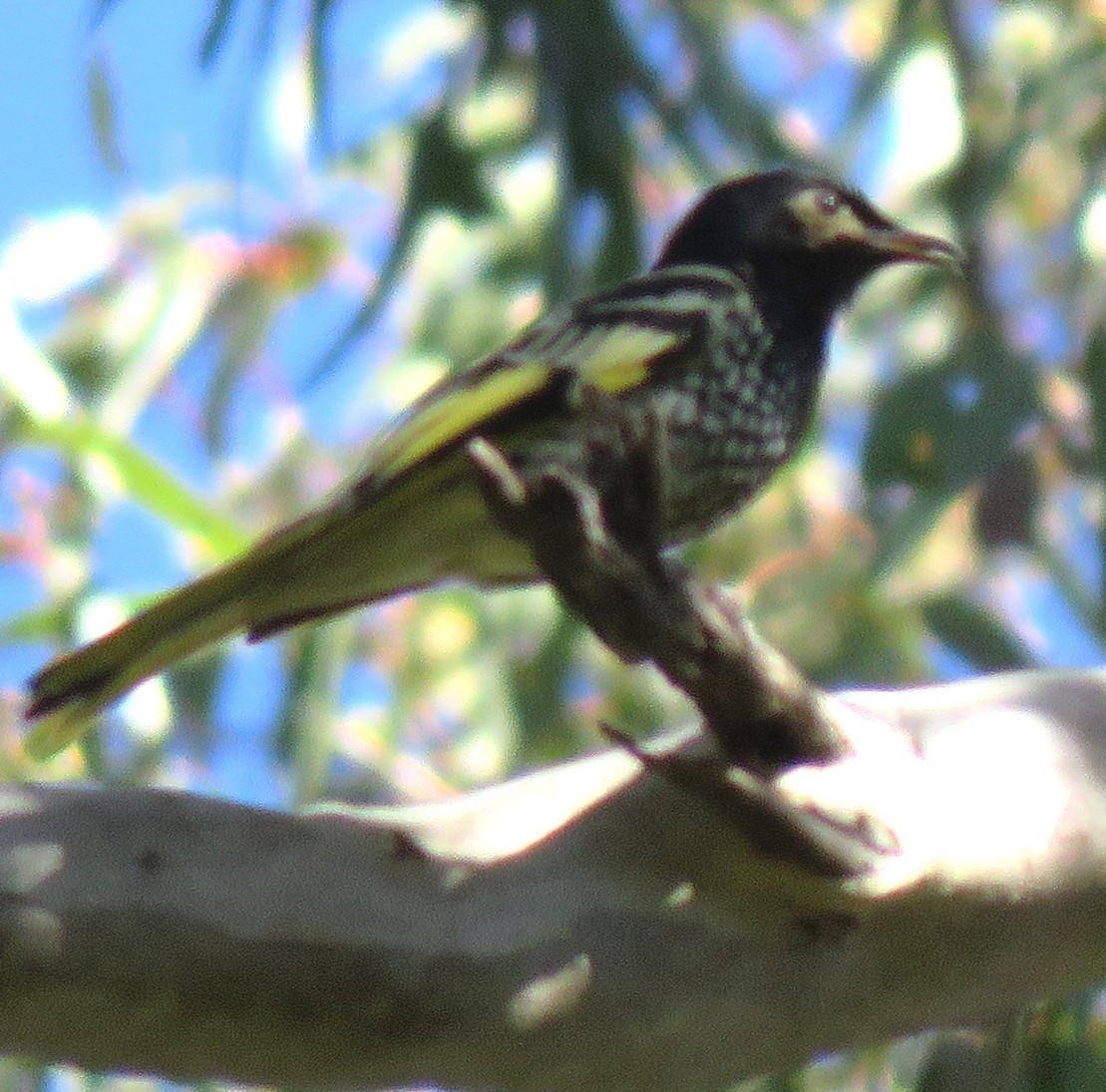 Regent Honeyeater - ML620735912