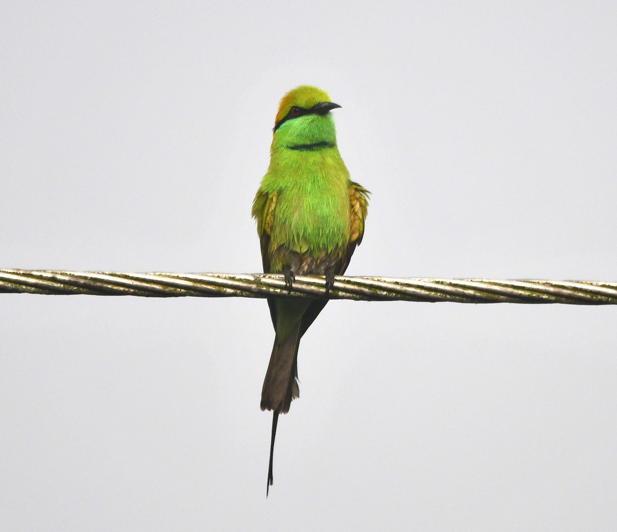 Asian Green Bee-eater - Aishwarya Vijayakumar