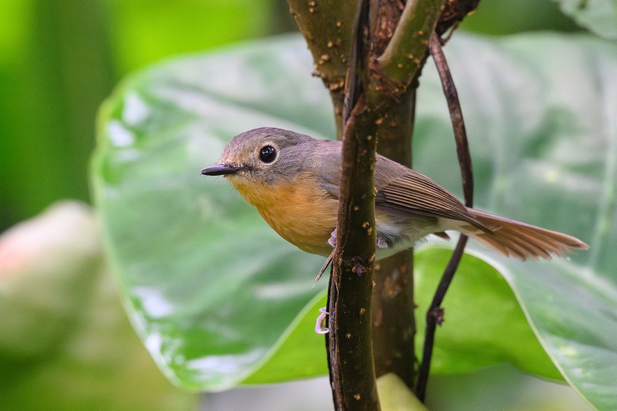 Hill Blue Flycatcher - ML620735914