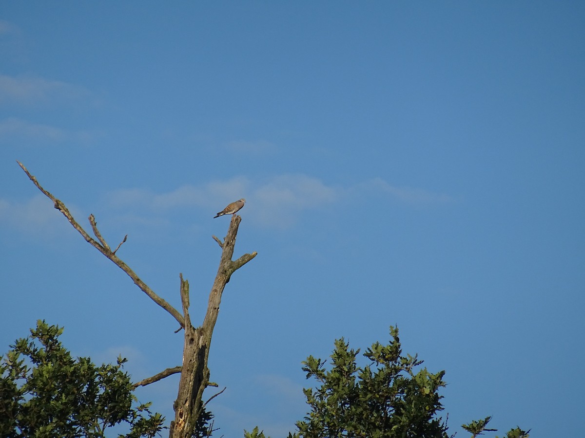 European Turtle-Dove - ML620735917