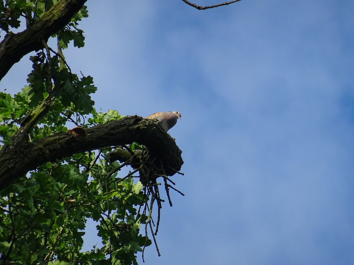 European Turtle-Dove - ML620735918