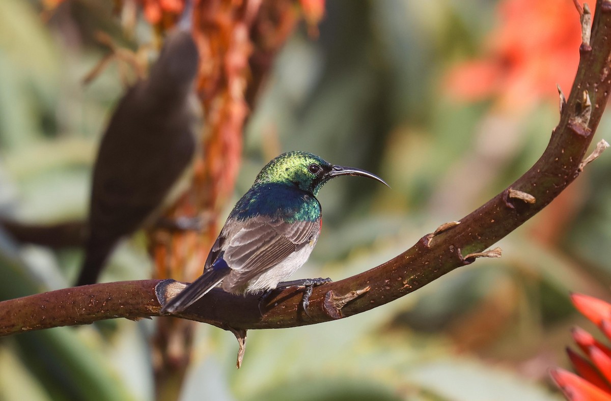 Southern Double-collared Sunbird - ML620735922