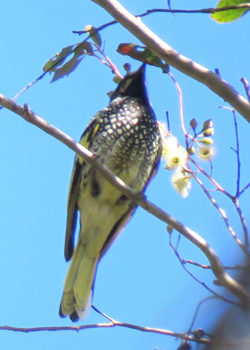 Regent Honeyeater - ML620735923