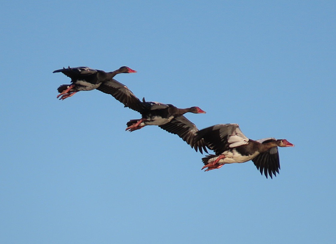 Spur-winged Goose - ML620735924