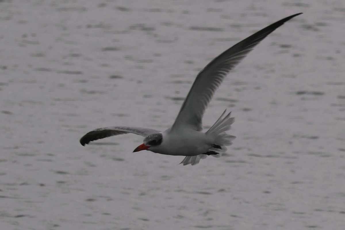 Caspian Tern - ML620735925