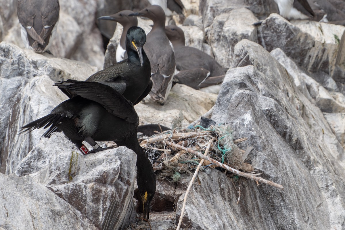 Cormorán Moñudo - ML620735926