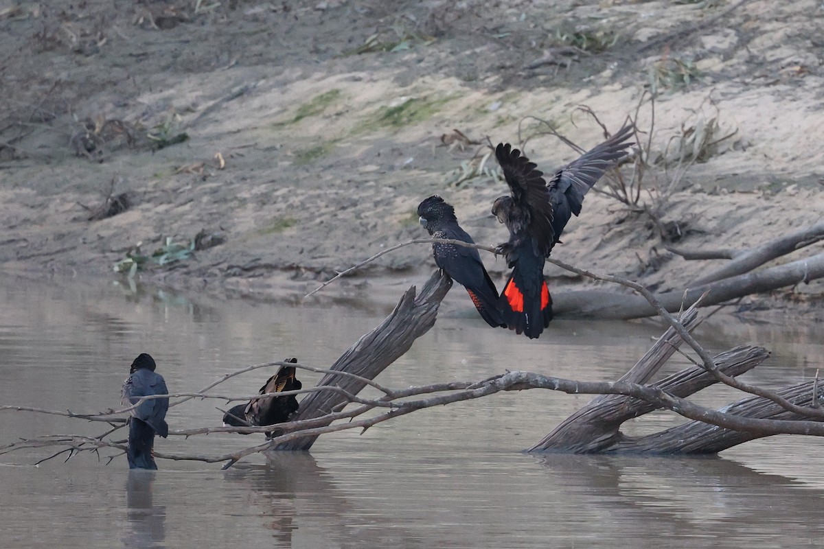 Red-tailed Black-Cockatoo - ML620735928