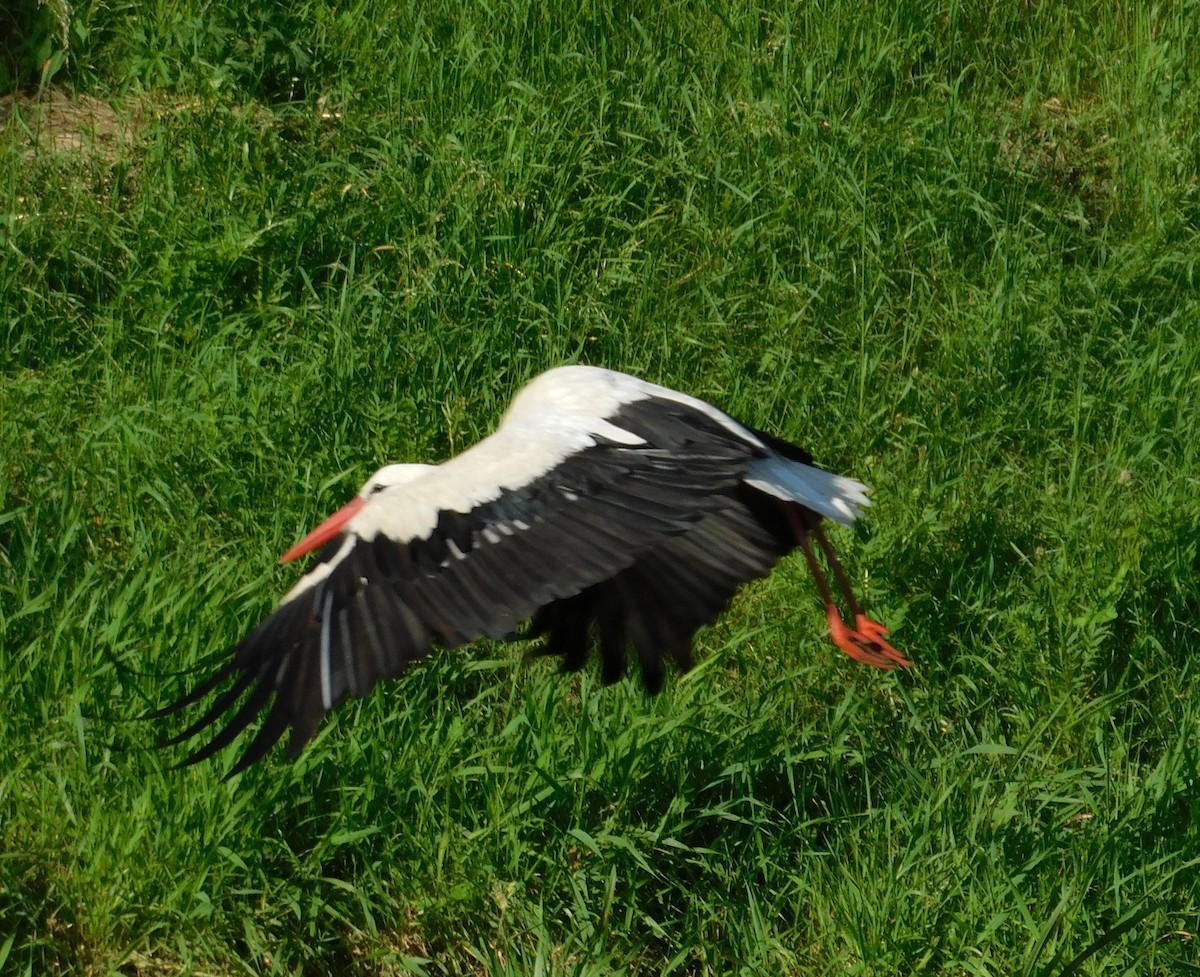 White Stork - ML620735931