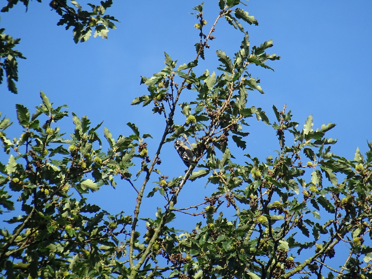 Lesser Spotted Woodpecker - ML620735932