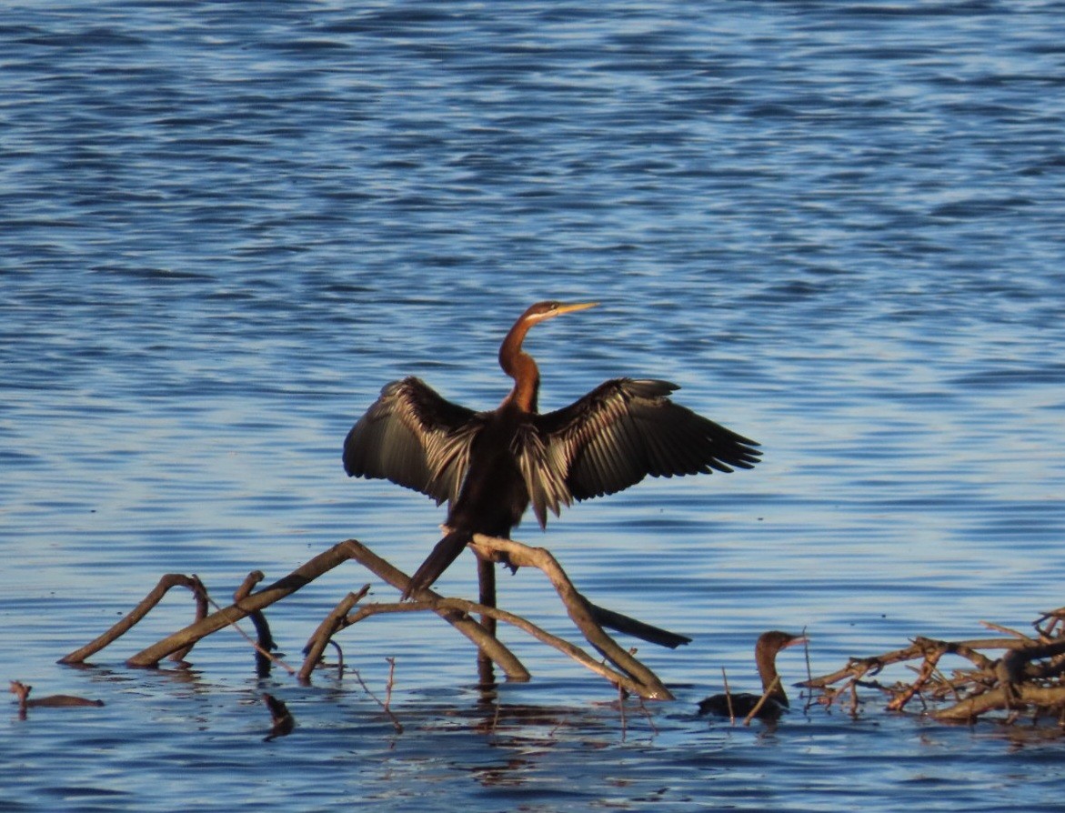 anhinga africká - ML620735934